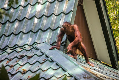 Low angle view of monkey on roof of building