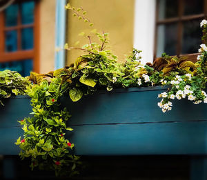 Potted plants against wall