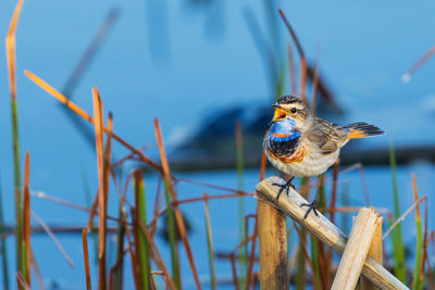 Close-up of bird perching on wood