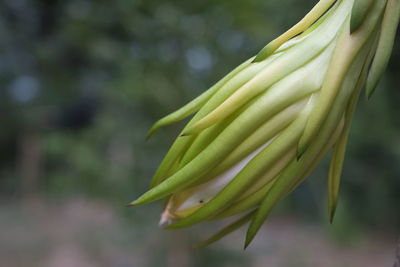 Close-up of green chili peppers on plant