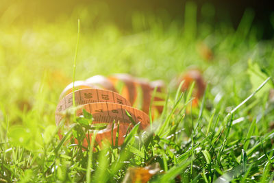 Close-up of flowering plants on field