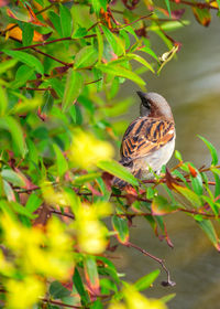 Close-up of bird perching on tree