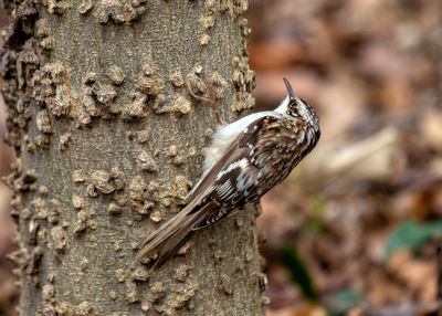 Close-up of bird perching on tree trunk