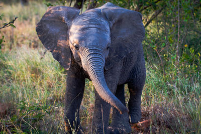 Elephant in a forest