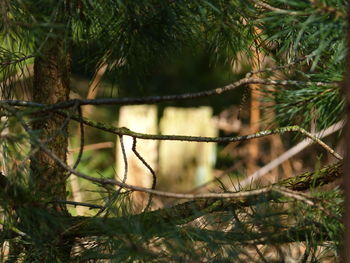 Close-up of bird on branch against trees