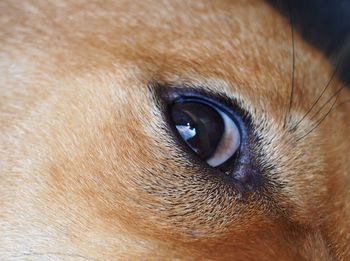 Close-up of dog eye