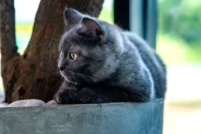 Close-up of a cat looking away