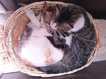 High angle view of cat sleeping in basket