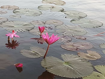 High angle view of pink water lily in lake