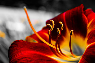 Close-up of red rose