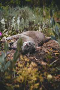 View of an animal sleeping on field