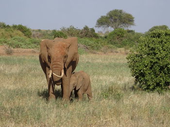 Elephant in a field