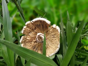 Close-up of mushroom in grass