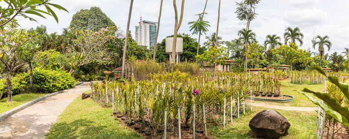 Plants growing in garden