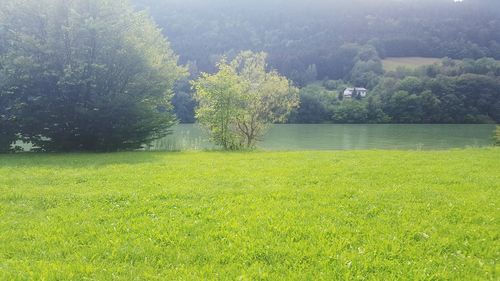 Scenic view of field against trees