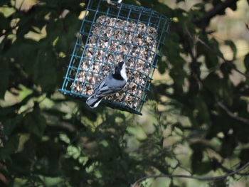 High angle view of bird perching on feeder