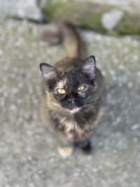 cat