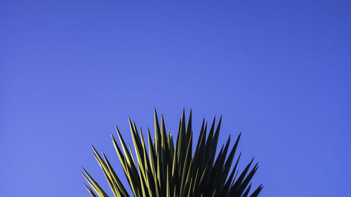 Low angle view of plants against blue sky