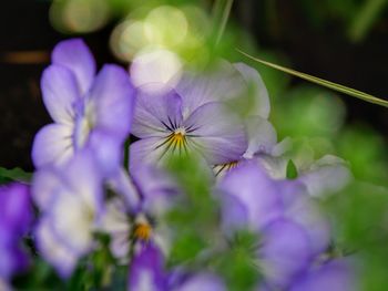 Close-up of purple flowering plant