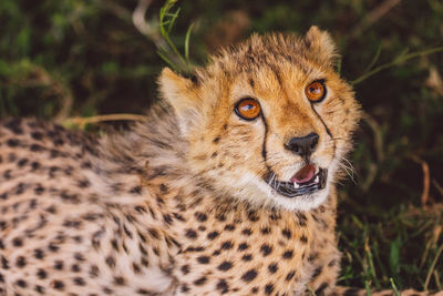 Close-up of cheetah cub