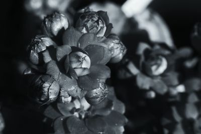 Close-up of wet flower on plant