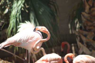 Close-up of birds in water