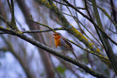 Low angle view of robin perching on branch