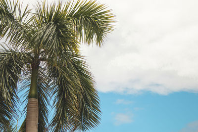 Low angle view of palm tree against sky