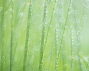 Full frame shot of wet leaf