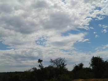 Low angle view of trees against blue sky