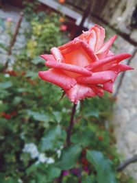 Close-up of red rose blooming outdoors