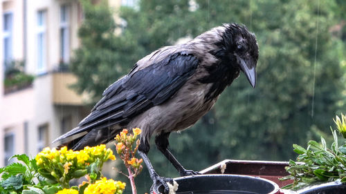 Close-up of bird perching on a plant