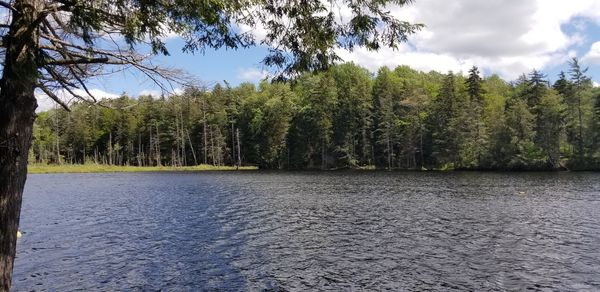 Scenic view of river amidst trees in forest against sky