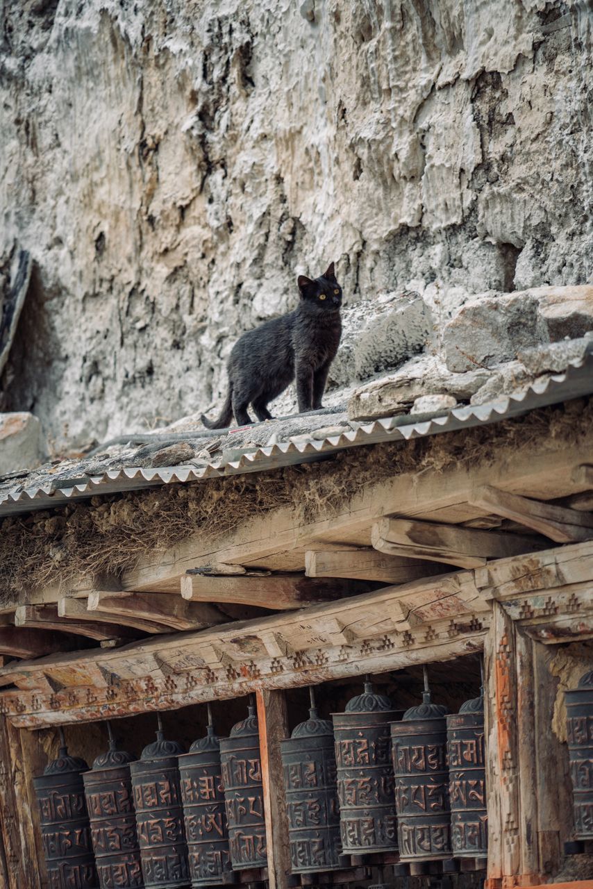 LOW ANGLE VIEW OF CAT SITTING ON STONE WALL