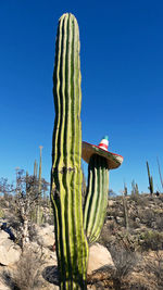 Cardon cactus with bolero hat