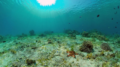 undersea