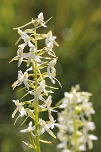 Close-up of white flowers