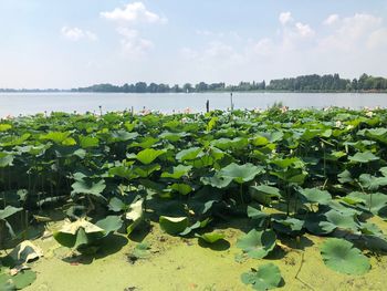 Water lily in lake against sky