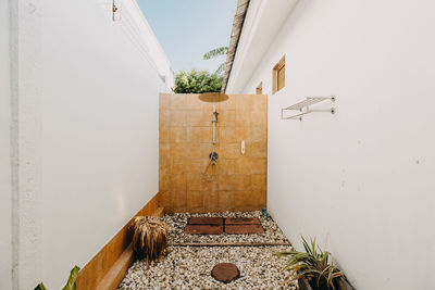 Potted plant on wall of building