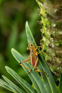 Orange. yellow and red eastern lubber grasshopper romalea microptera also called romalea guttata 