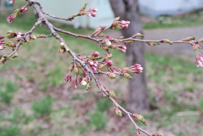 Close-up of pink cherry blossoms in spring