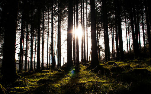 Sunlight streaming through trees in forest