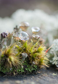 Close-up of flowers against blurred background