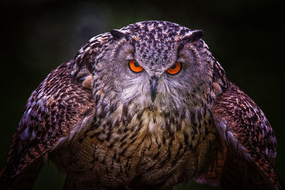 Close-up of owl