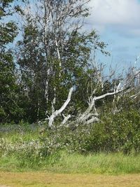 View of a forest