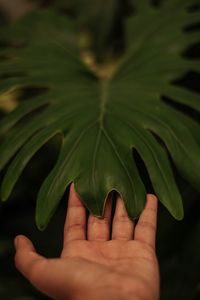 Close-up of human hand holding leaf
