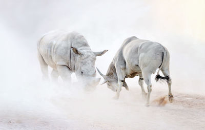 Panoramic view of animals 