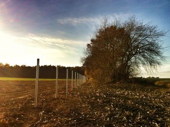 Silhouette of trees on field