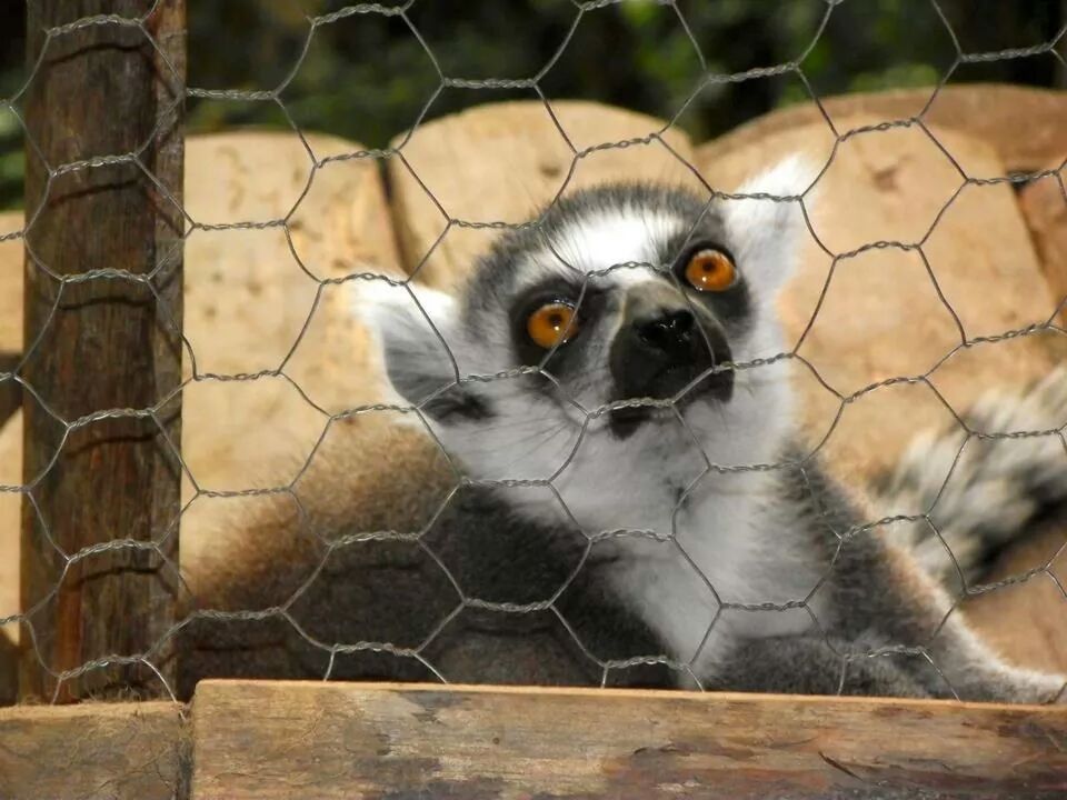 Lemur