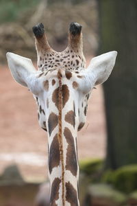 Rear view of giraffe